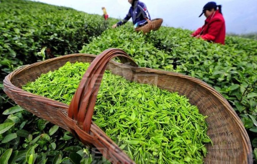 DU LỊCH TRUNG QUỐC: BẮC KINH -THƯỢNG HẢI- Ô TRẤN – HÀNG CHÂU – HẠ MÔN  | 6N5Đ | KHỞI HÀNH TỪ TP.HCM