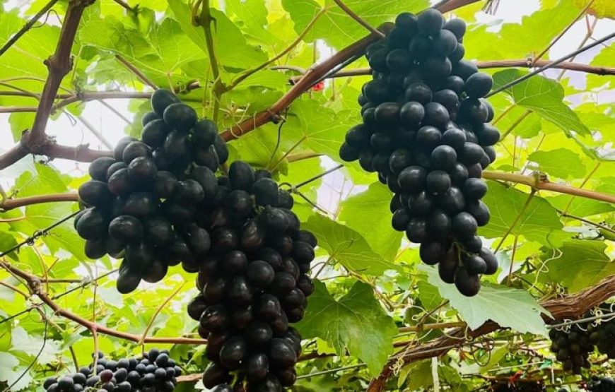 DU LỊCH PHAN THIẾT: TTC WORLD TÀ CÚ – HẢI ĐĂNG KÊ GÀ – BÌNH AN FARM – NOVA WORLD PHAN THIẾT | 2N1Đ|