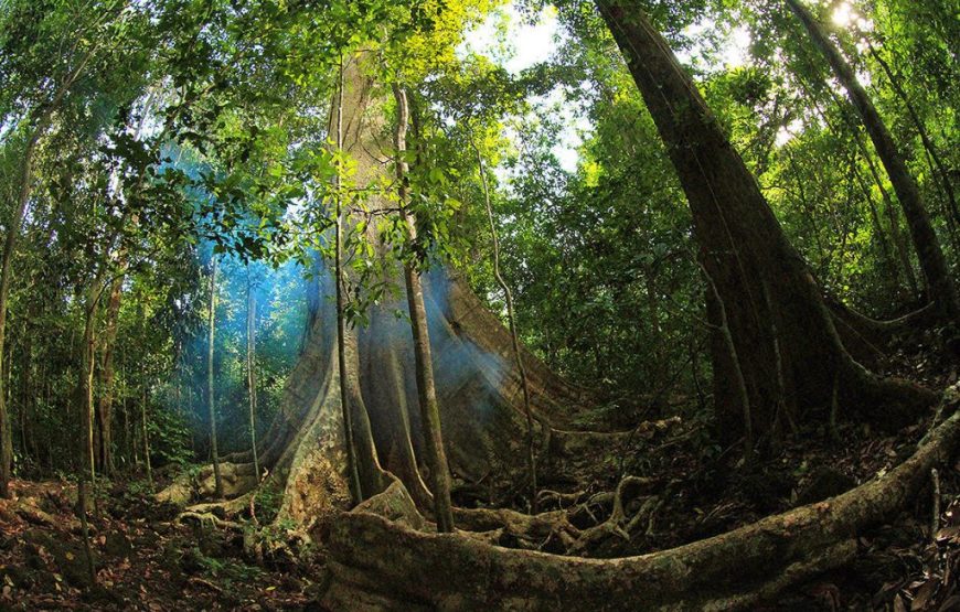 DU LỊCH “TẮM RỪNG” KHÁM PHÁ NAM CÁT TIÊN | 1 NGÀY | KHỞI HÀNH TỪ PHAN THIẾT