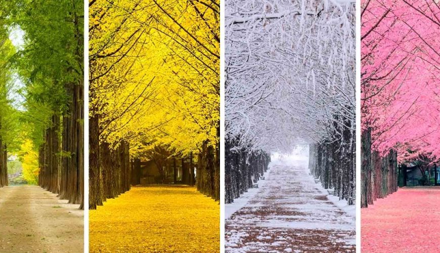 Cẩm nang du lịch Hàn Quốc theo mùa: Chọn thời điểm vàng cho chuyến đi đầu tiên