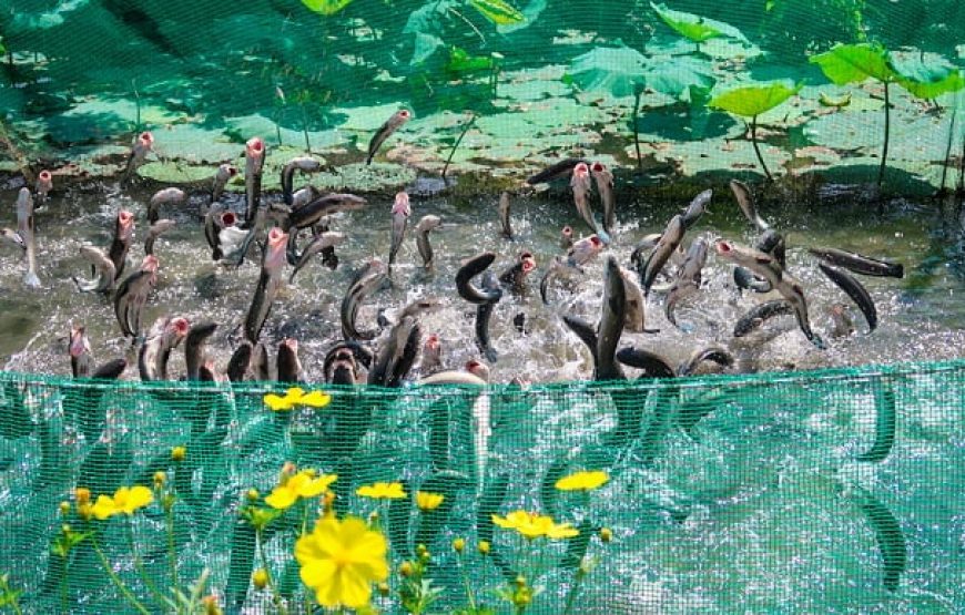 TOUR LIÊN TUYẾN ĐÔNG -TÂY NAM BỘ: CỒN SƠN – CẦN THƠ – CHỢ NỔI CÁI RĂNG – KDL VINH SANG VĨNH LONG – TÂY NINH – ĐỊA ĐẠO CỦ CHI- TP. HCM | 4N3Đ| KHỞI HÀNH TỪ PHAN THIẾT