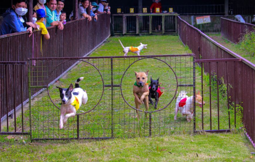 DU LỊCH MIỀN TÂY 2026:  MÊKÔNG TOUR- MỸ THO – BẾN TRE  – CẦN THƠ – VĨNH LONG – KDL VINH SANG | 3N2Đ | KHÁCH SẠN 3 SAO | KHỞI HÀNH TỪ PHAN THIẾT