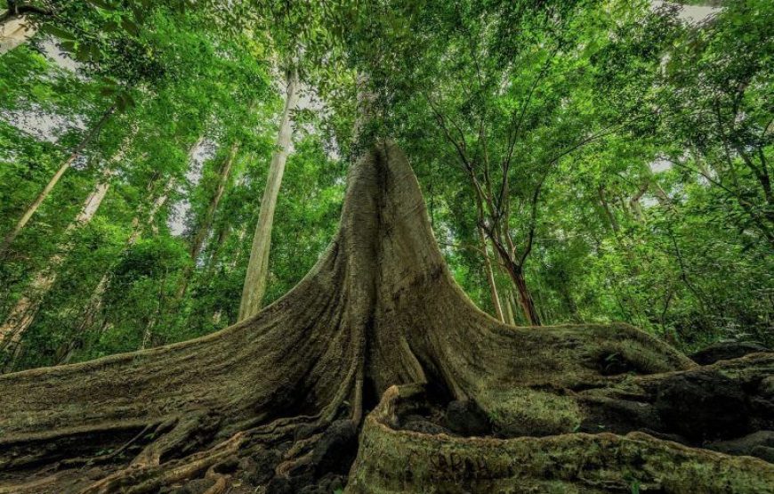 DU LỊCH “TẮM RỪNG” KHÁM PHÁ NAM CÁT TIÊN | 1 NGÀY | KHỞI HÀNH TỪ PHAN THIẾT